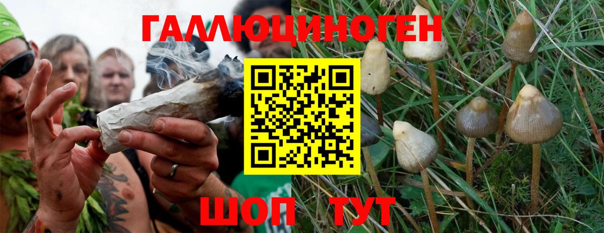 Красноармейск  Псилоцибиновые грибы Psilocybe  Вход с VPN  Галлюциногенные грибы ЛСД 